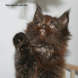 maine coon grand gabarit france - chaton maine coon - maine coon black smoke - gard - sud de la france - santé du maine coon