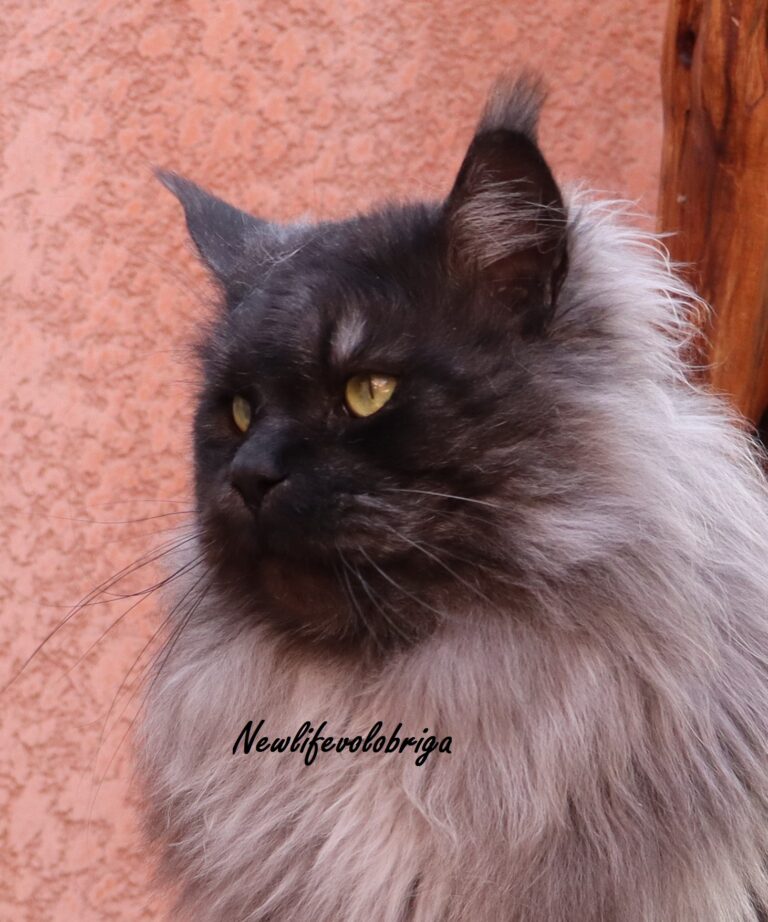 élevage Maine Coon Gard