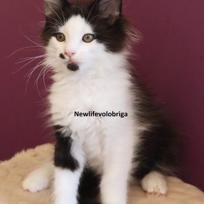 Vanille New Life Volo Briga