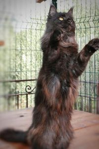 maine -coon - loof - femelle - grand gabarit - sud de la france - black smoke -gard - reproduction - reproductiondumainecoon