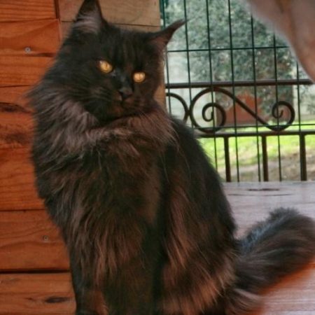 maine -coon - loof - femelle - grand gabarit - sud de la france - black smoke -gard