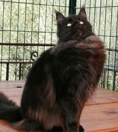 maine -coon - loof - femelle - grand gabarit - sud de la france - black smoke -gard - origine race maine coon