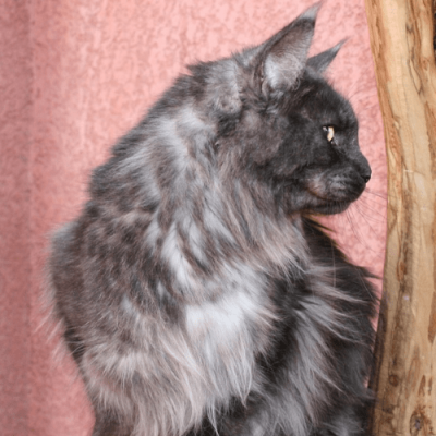 chat géant black smoke - black torti