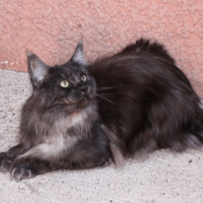 MC black smoke maine coon chaton disponible elevage gard