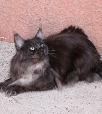 MC black smoke maine coon chaton disponible elevage gard
