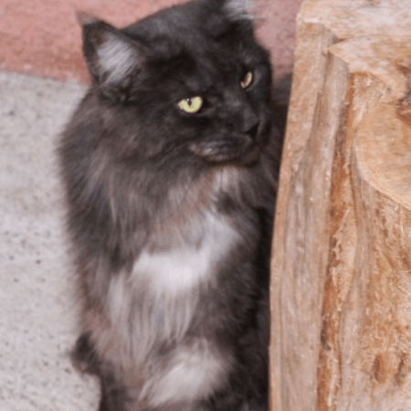 chat géant black smoke