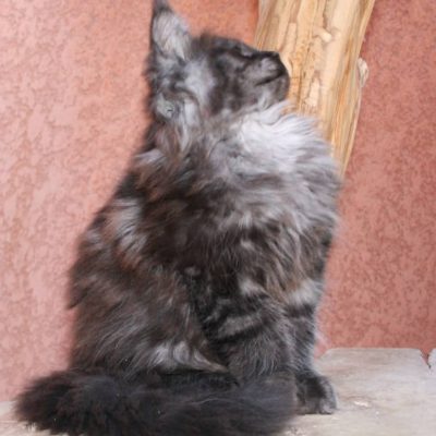 chaton black smoke - maine coon 30 - black torti - black silver