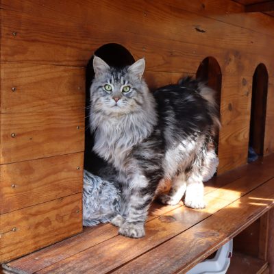 polydactyle black silver - male polydactyle - new life volo briga - elevage maine coon polydactyle - maine coon gard