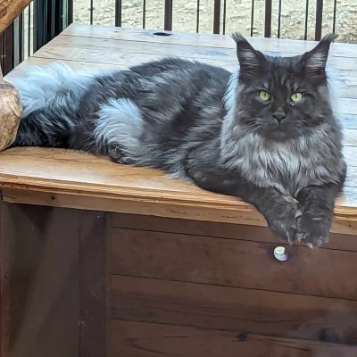 maine coon black smoke - maine coon 30 - black torti - black silver - maine coon xxl - maine coon gard - maine coon avignon