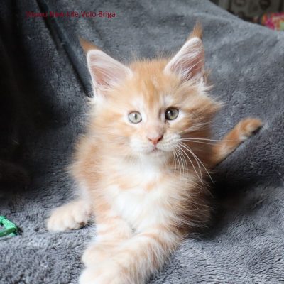elevage new life volo briga - chaton maine coon polydactyle avignon - nimes - marseille - uzes