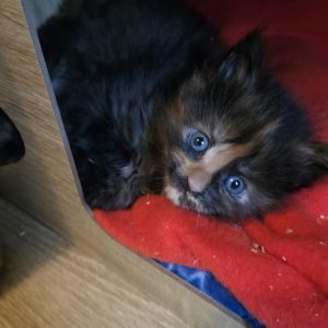 Abby new life volo briga
