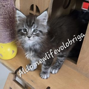 Aldo new life volo briga