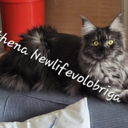 Athena1