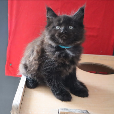 black smoke - chaton disponible à l'adoption - adopter un maine coon