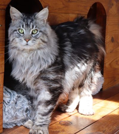 polydactyle black silver - male polydactyle - new life volo briga - elevage maine coon polydactyle - maine coon gard - montpellier