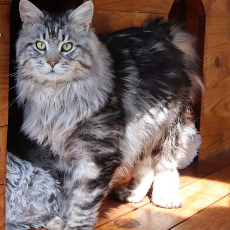 polydactyle black silver - male polydactyle - new life volo briga - elevage maine coon polydactyle - maine coon gard - montpellier