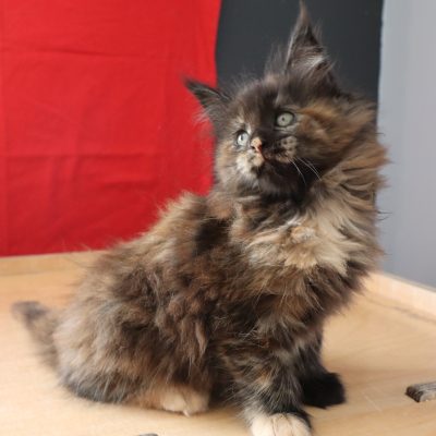 Wanda