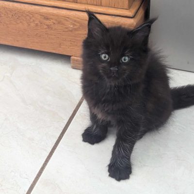 maine coon black