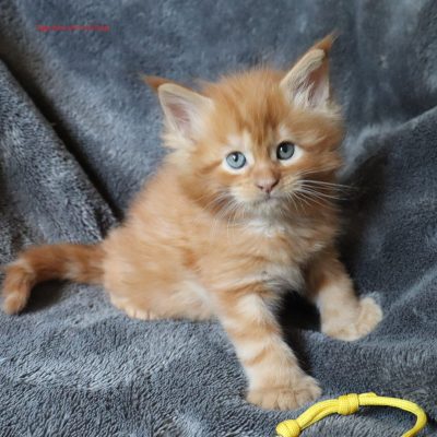 chaton mâle red polydactyle de l elevage new life volo briga dans le gard