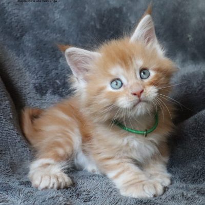 elevage new life volo briga - chaton maine coon polydactyle avignon - nimes - marseille - uzes