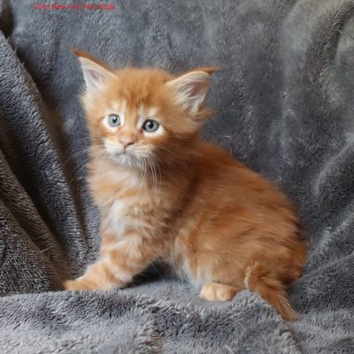 elevage new life volo briga - chaton maine coon avignon - nimes - marseille - uzes