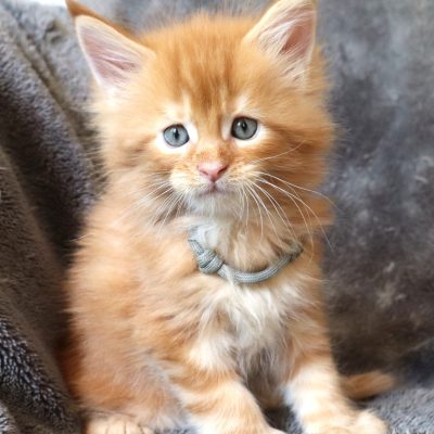 chaton mâle red polydactyle de l elevage new life volo briga dans le gard