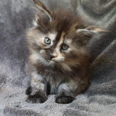 new life volo briga - eleveur maine coon gard - maine coon black tortie