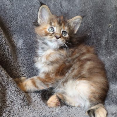 maine coon polydactyle a adopter - maine coon pp sud de la france