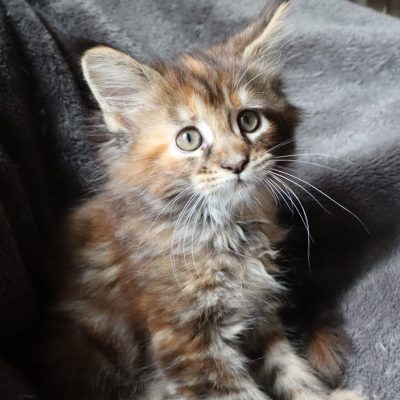 mainecoontortie - newlifevolobriga - elevagegard