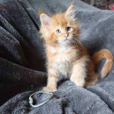 élevage Maine Coon Gard