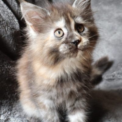 mainecoontortie - newlifevolobriga - elevagegard