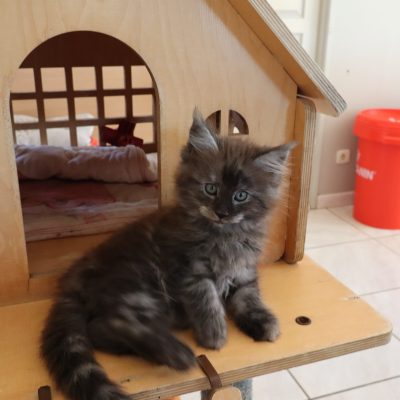 chaton maine coon black smoke - elevage maine coon uzes - avignon - marseille - nimes