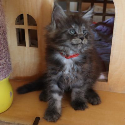 chaton maine coon black smoke - elevage maine coon uzes - avignon - marseille - nimes - élevage Maine Coon Gard