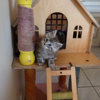 chaton maine coon black silver - elevage maine coon uzes - avignon - marseille - nimes