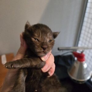 Mâle black smoke polydactyle