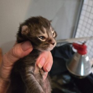 haton maine coon black silver gard nimes Alès