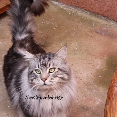 male maine coon polydactyle