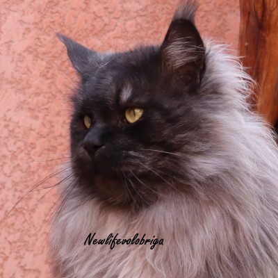 élevage Maine Coon Gard