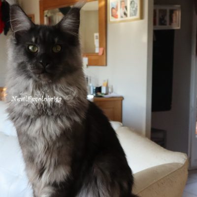 maine coon black smoke