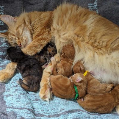 maine coon Polydactyles à l'adoption - chaton maine coon polydactyles gard - maine coon volo briga - new life volo briga