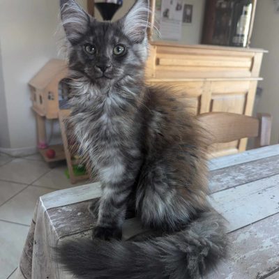 mainecoonvolobriga -