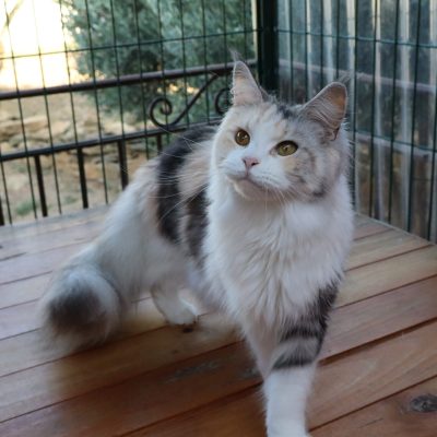 femelle black tortie et blanc