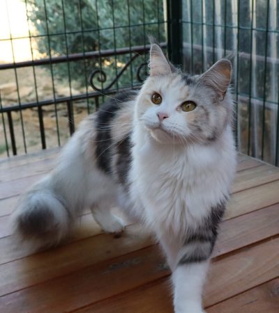 femelle black tortie et blanc