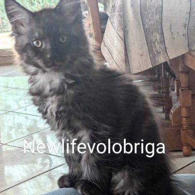 Vaillant black smoke maine coon