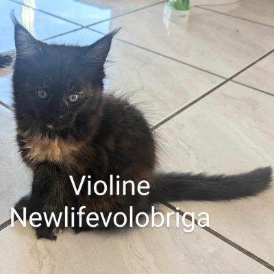 maine coon gard - maine coon proche marseille