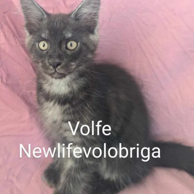 maine coon gard - maine coon smoke - elevage maine coon new life volo briga
