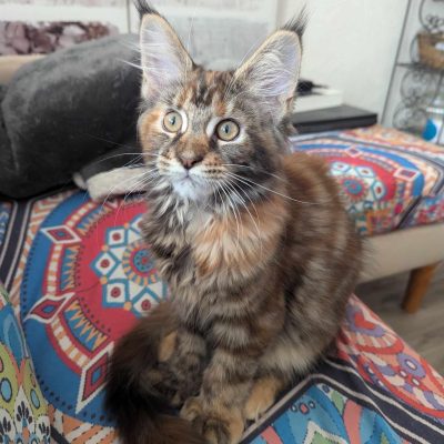Zelda