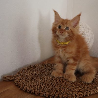 maine coon red - roux - elevage - marseille - uzes - gard - new life volo briga