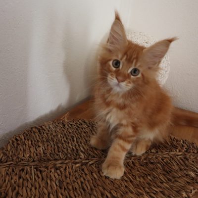 maine coon red - roux - elevage - marseille - uzes - gard - new life volo briga