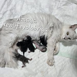 amaya